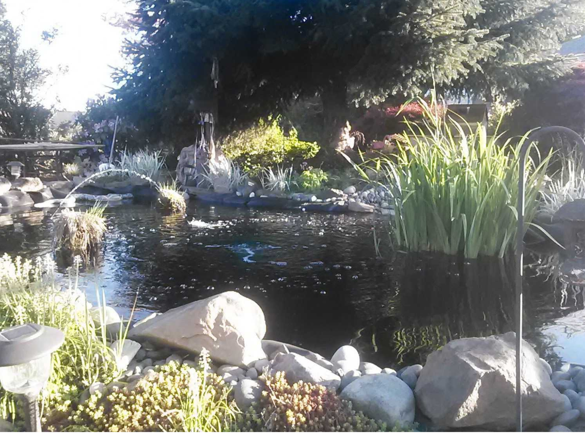 Rudy Herold's finished hand-dug koi pond in Battle Ground, Washington, edged with river rock and boulders, with iris in the water and an evergreen behind
