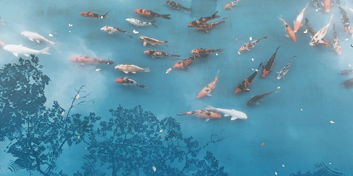 Pond Heater & Aeration Considerations