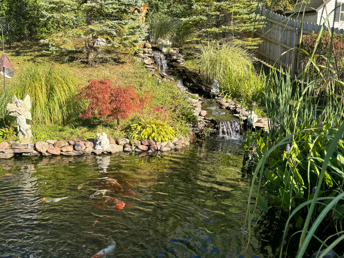 Joe and Kelly Ostrowski's koi pond in New York, with a stream waterfall stepping down a slope past a red Japanese maple, reclaimed stone edging, pickerelweed and koi near the surface
