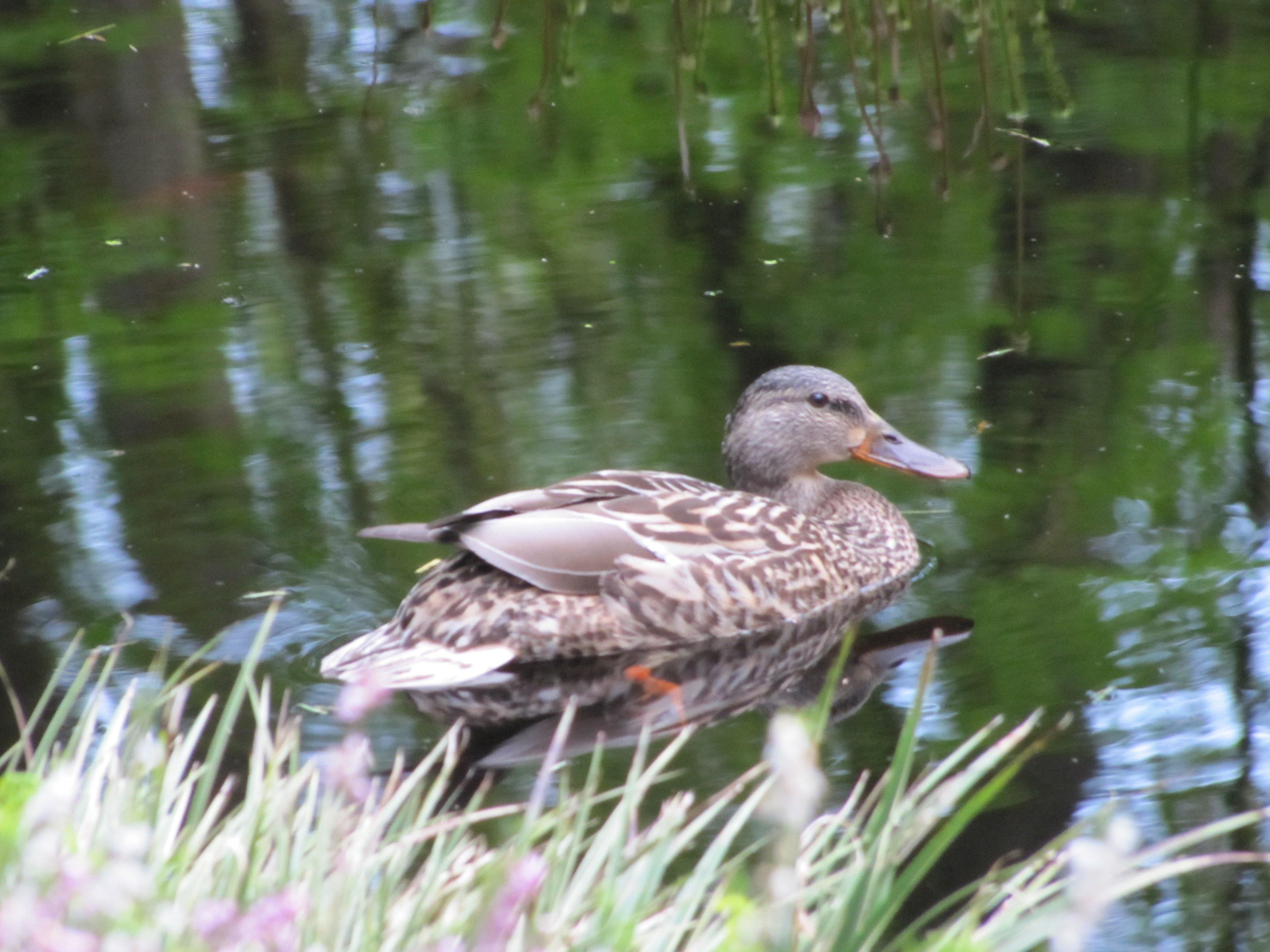 Article 02: The Pond Life - What is a Pond?, by Jeff Richardson - Play It Koi