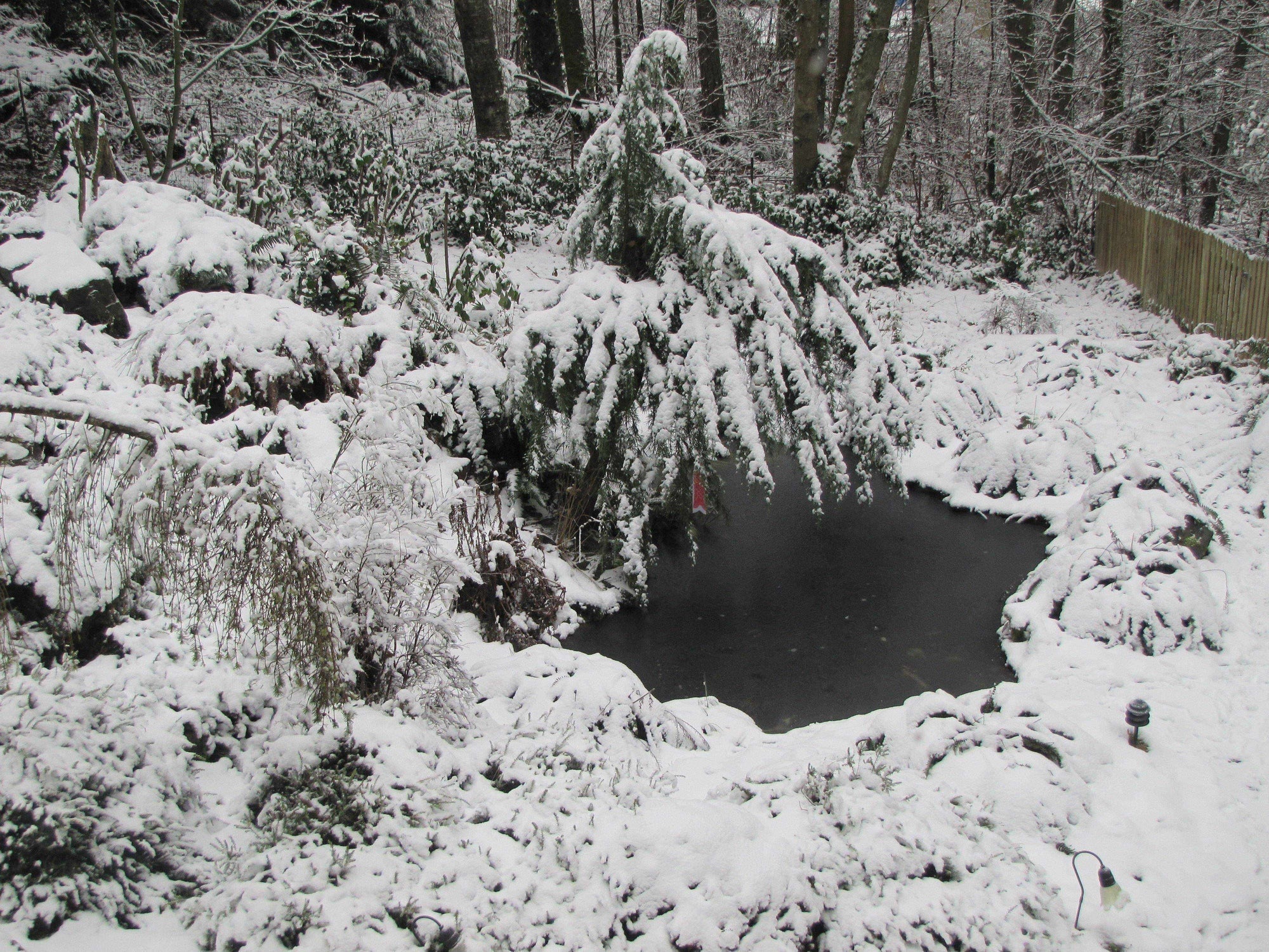 Article 34: Annual Pond Care – Weather and Climate, by Jeff Richardson - Play It Koi