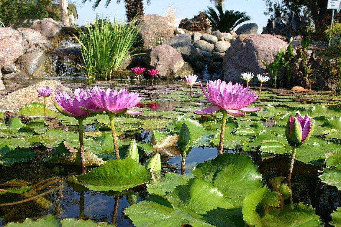Choosing Plants For Your Koi Water Garden - Play It Koi