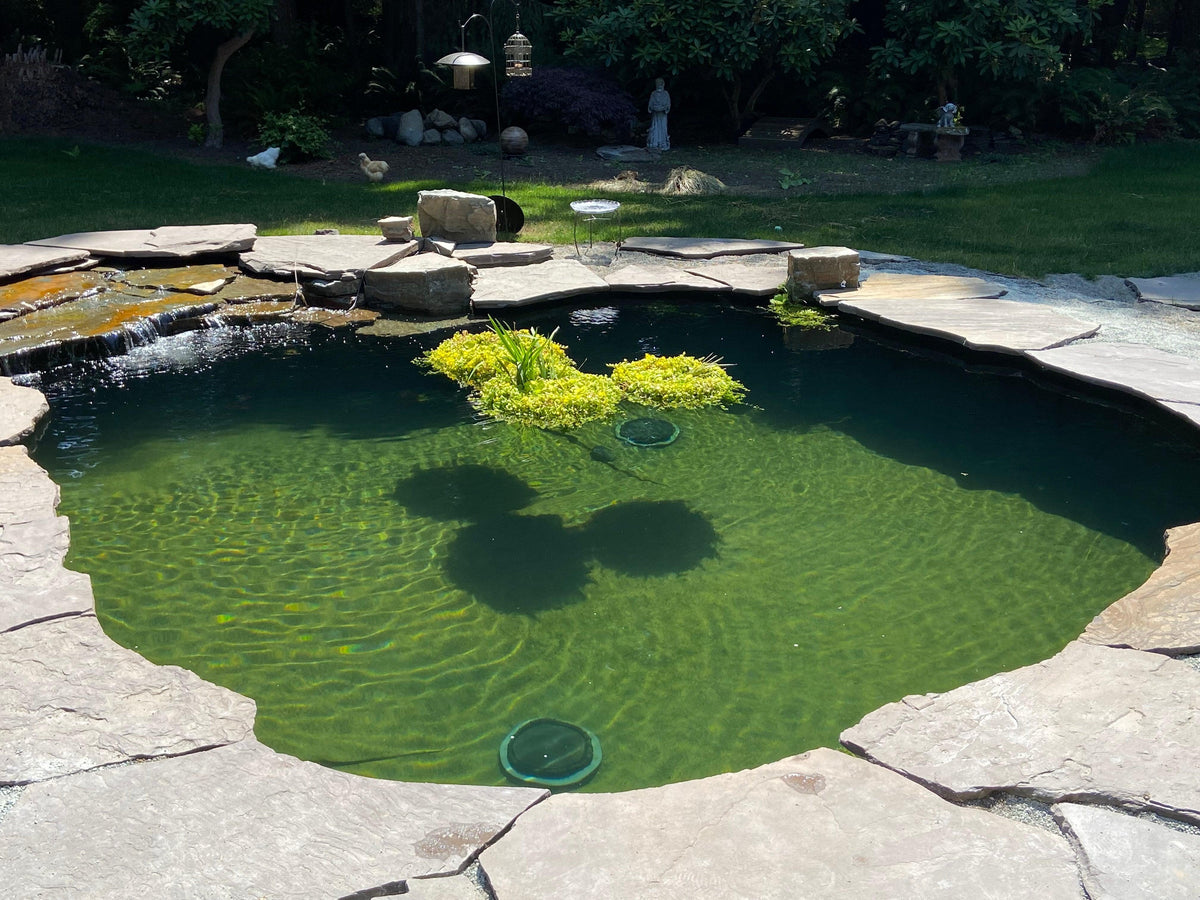 Rick and Sherry Koske's kidney-shaped koi pond with flagstone edging, a low slate waterfall, a floating plant island and two bottom drains visible through clear water