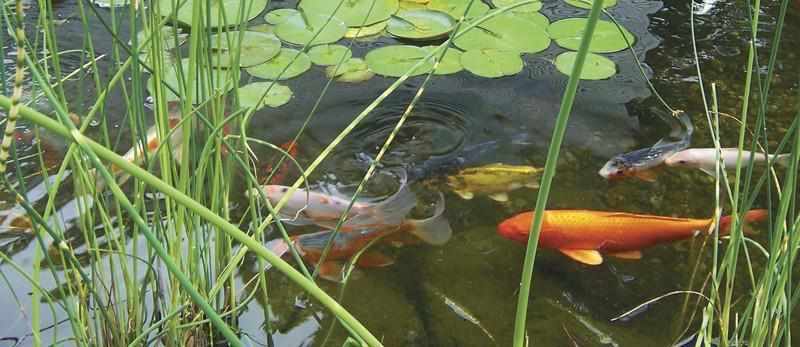 Fall Tips for Your Pond and Koi Health - Play It Koi