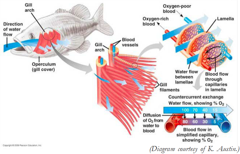 Gill Health: Why it's Important - Play It Koi