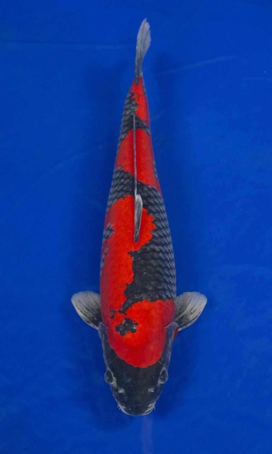 Goshiki koi viewed from above showing red pattern over a dark blue-black netted base