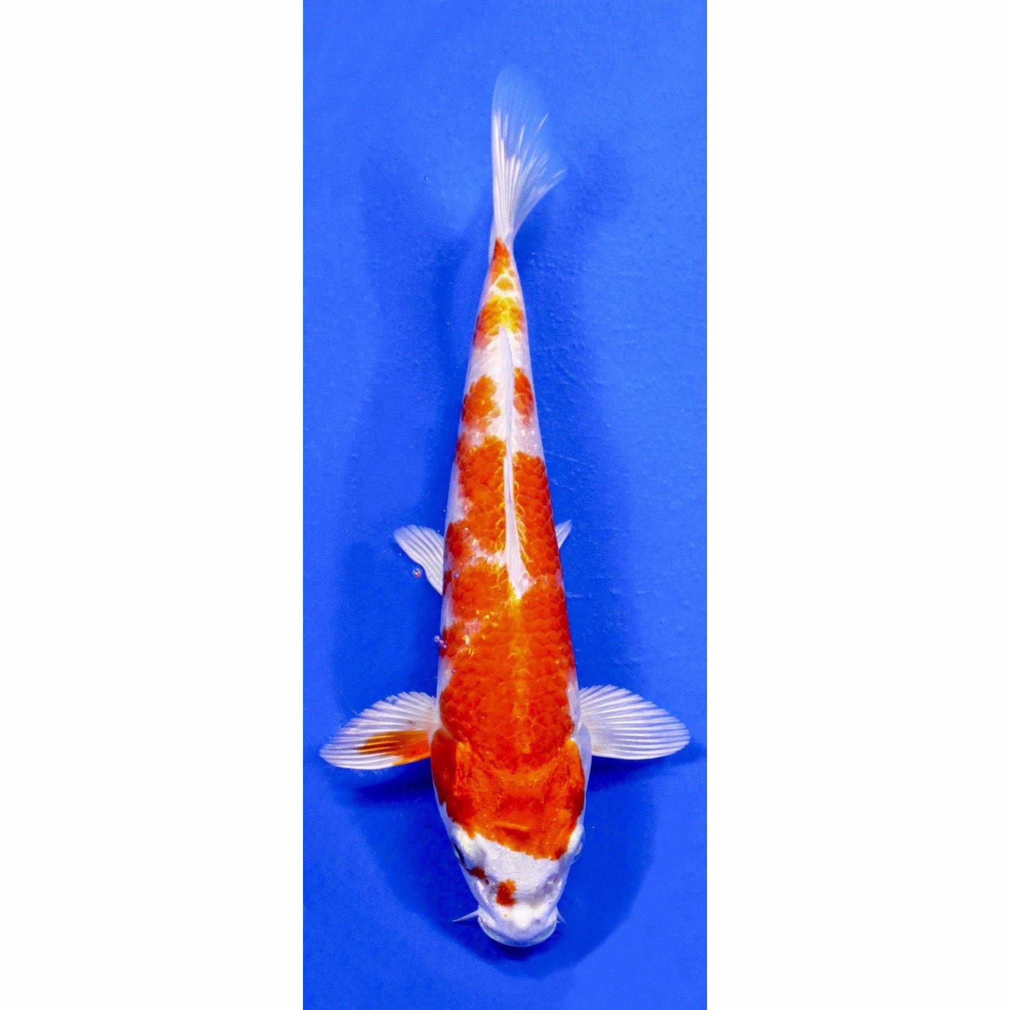 Hariwake koi viewed from above showing bright orange-gold plates over a platinum white body