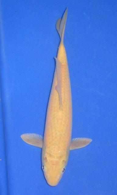 Kigoi koi viewed from above showing the solid matte yellow body without pattern that defines the variety
