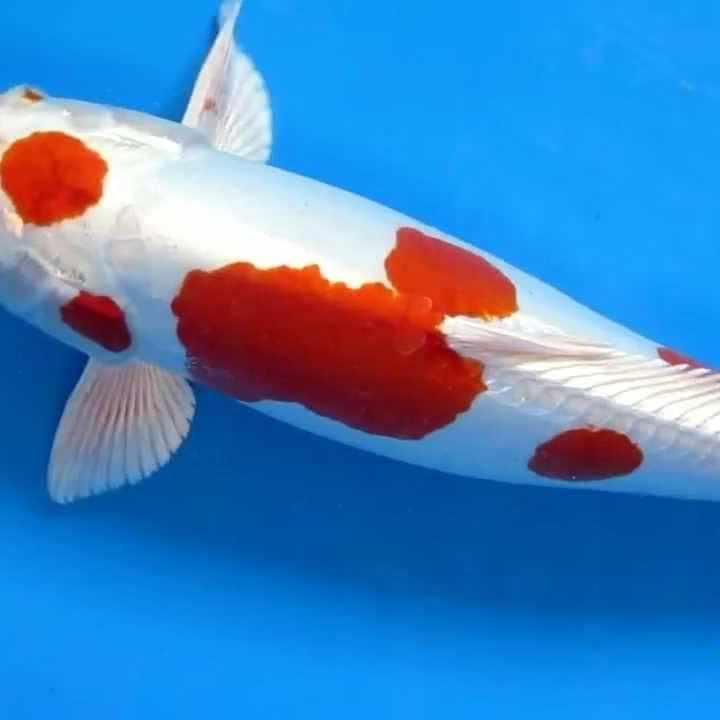 Kikusui koi showing red markings over a platinum white scaleless Doitsu body