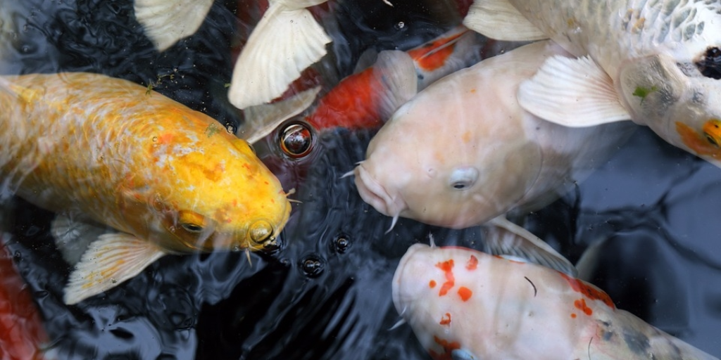 Koi Herpesvirus (KVH): How to Protect Your Koi’s Health - Play It Koi