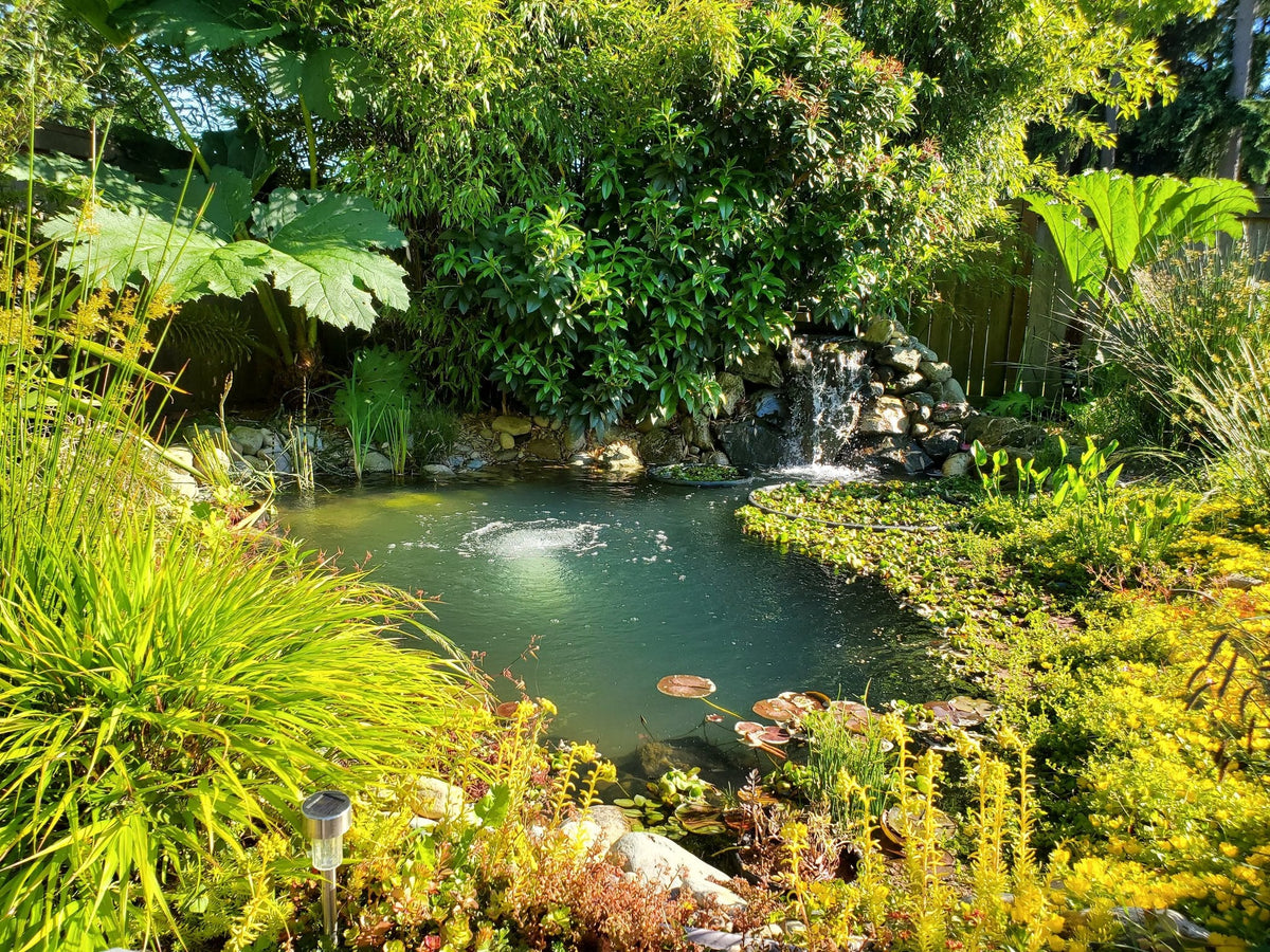A well-established backyard koi pond with a waterfall and mature plantings