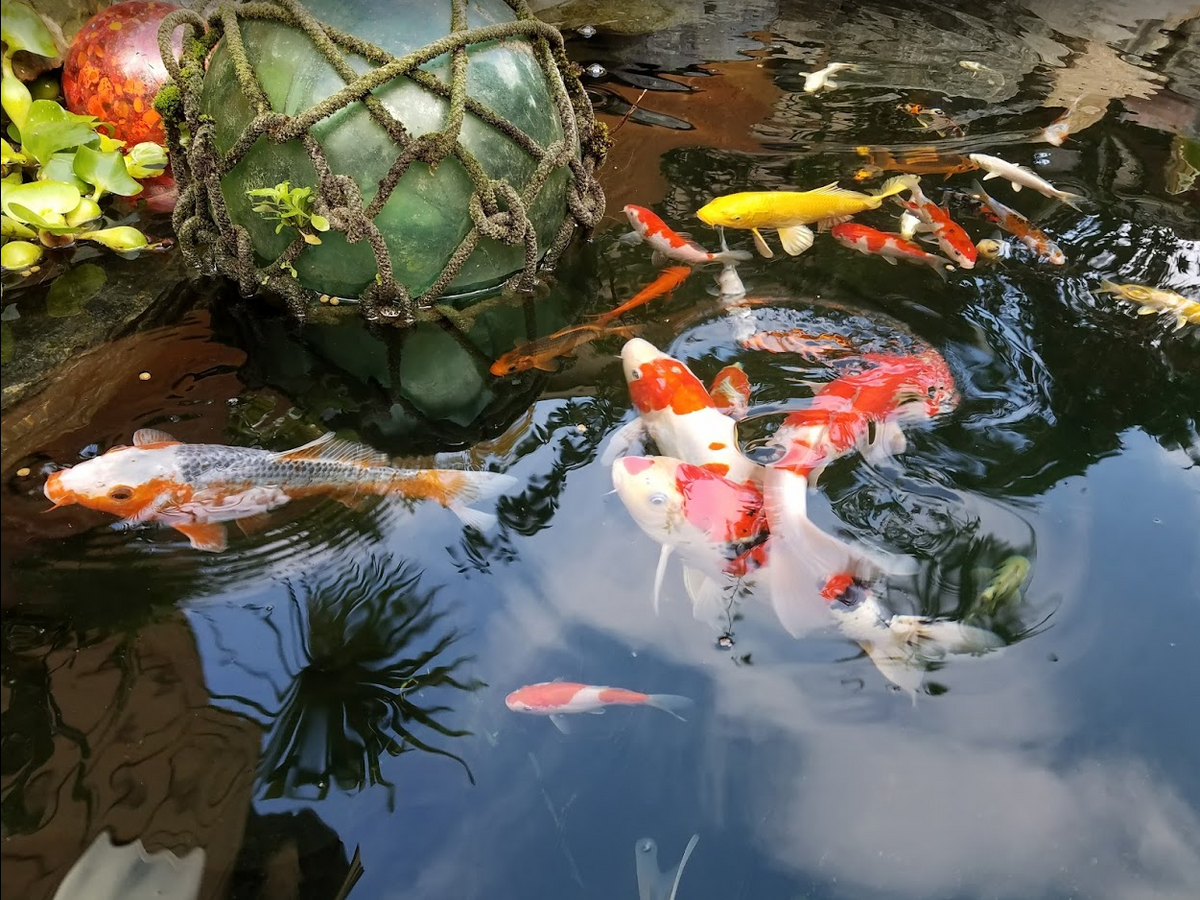 Koi crowding the surface of Play It Koi's pond beside a green glass fishing float in rope netting, with clouds reflected in the water