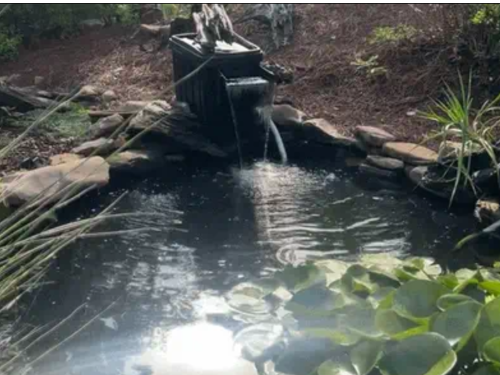 Fish Haven’s Koi Pond Rescue & Transformation