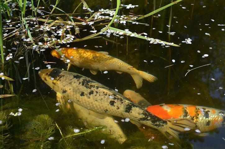 Preparing Your Koi Pond for the Winter - Play It Koi