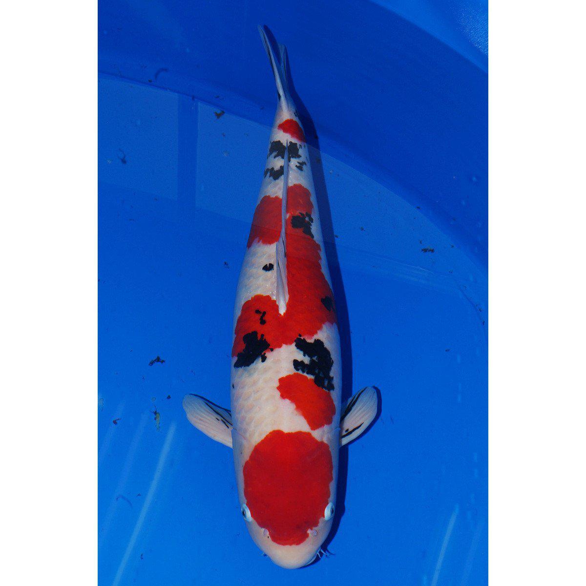 Taisho Sanke koi with white shiroji base, red hi pattern and black sumi markings swimming in a koi pond