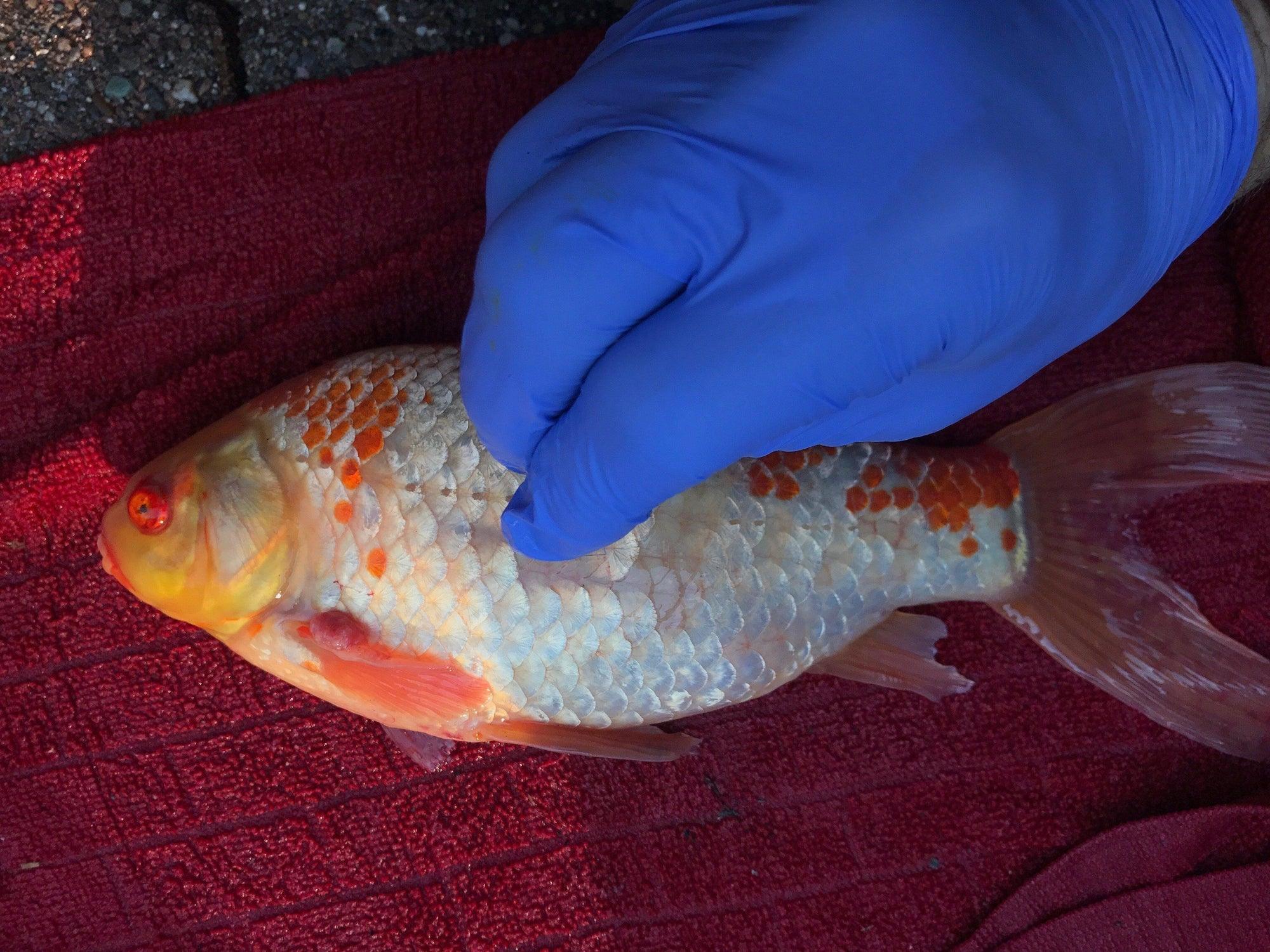 Sometimes Diagnosing Koi Disease Is Quite a Challenge! - Play It Koi