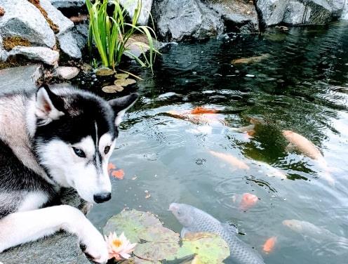 The Pond Life - by Justin McKinnis - Play It Koi