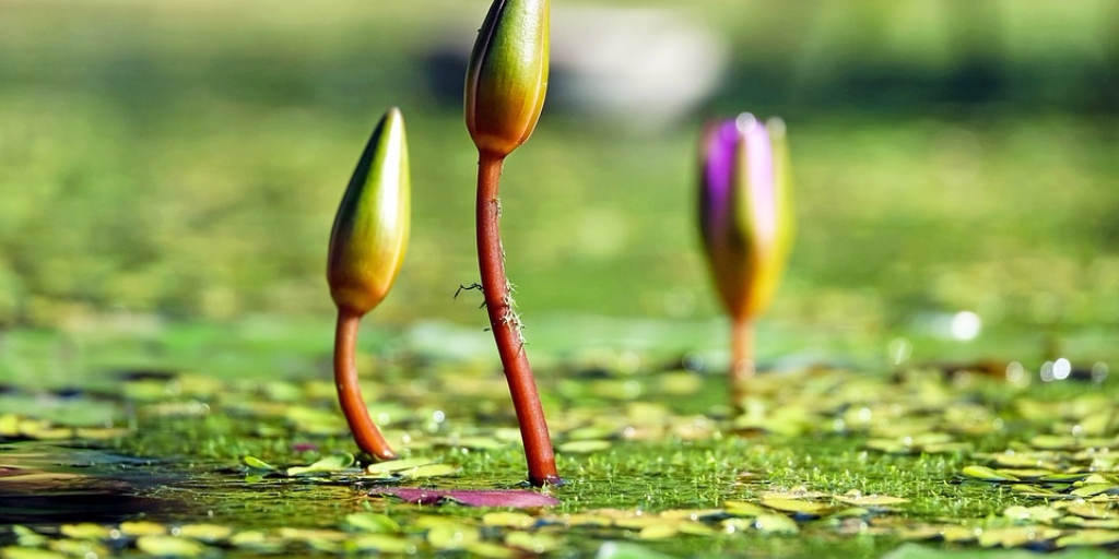 glue plants Aqua Worx Omni Aquatic Plant and Coral Glue main image 1