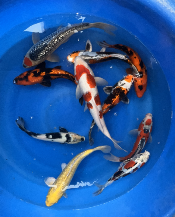 Paquetes premium de peces koi japoneses