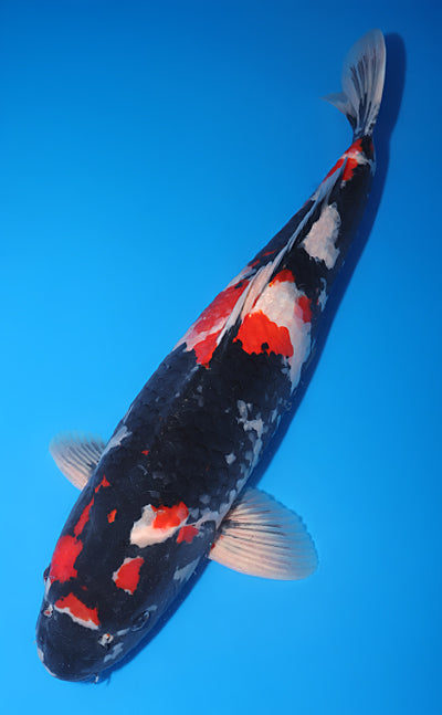 Kodama Showa koi y0504t007 view 2