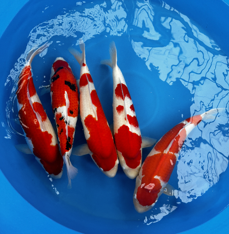 Paquetes premium de peces koi japoneses Gosanke