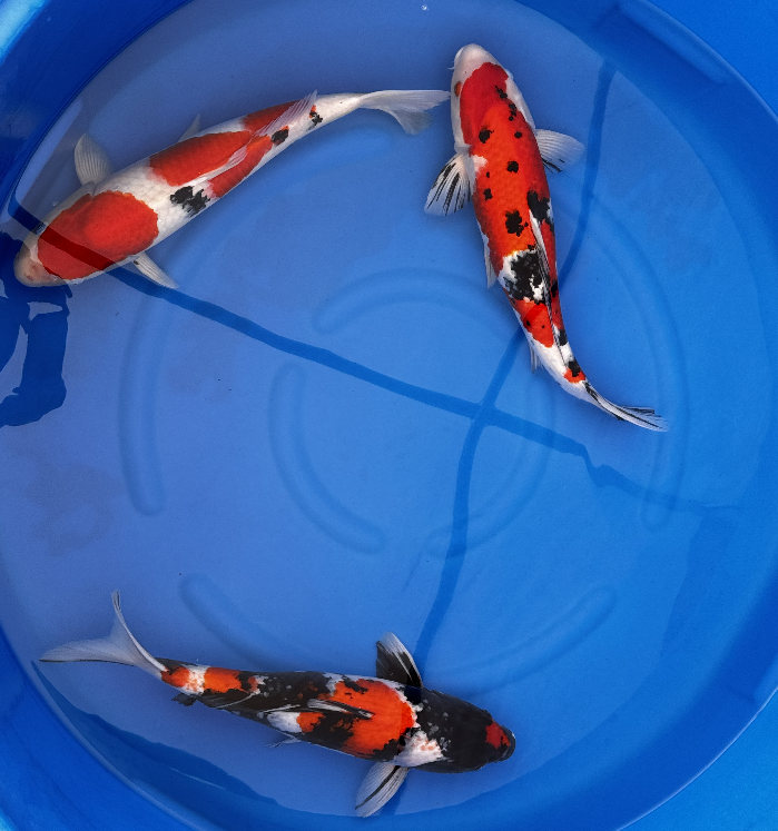 Paquetes premium de peces koi japoneses Gosanke