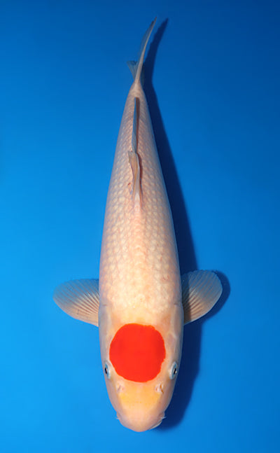 Kodama Tancho Kohaku koi y0504t006