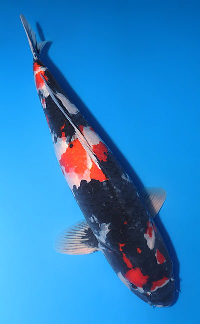 Kodama Showa koi y0504t007 view 3