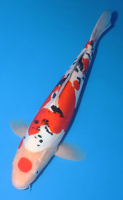 Kodama Doitsu Sanke koi y0504t004 view 2
