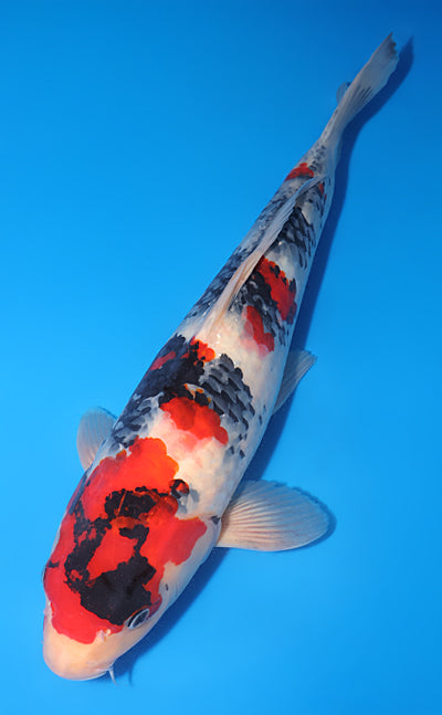 Kodama Showa koi y0504t012 view 2
