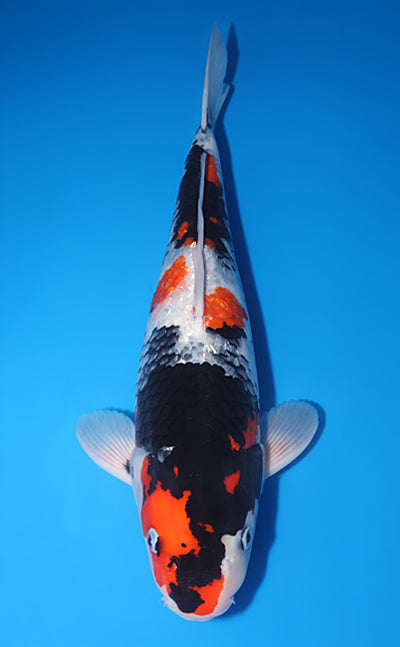 Kodama Ginrin Showa koi y0504t024