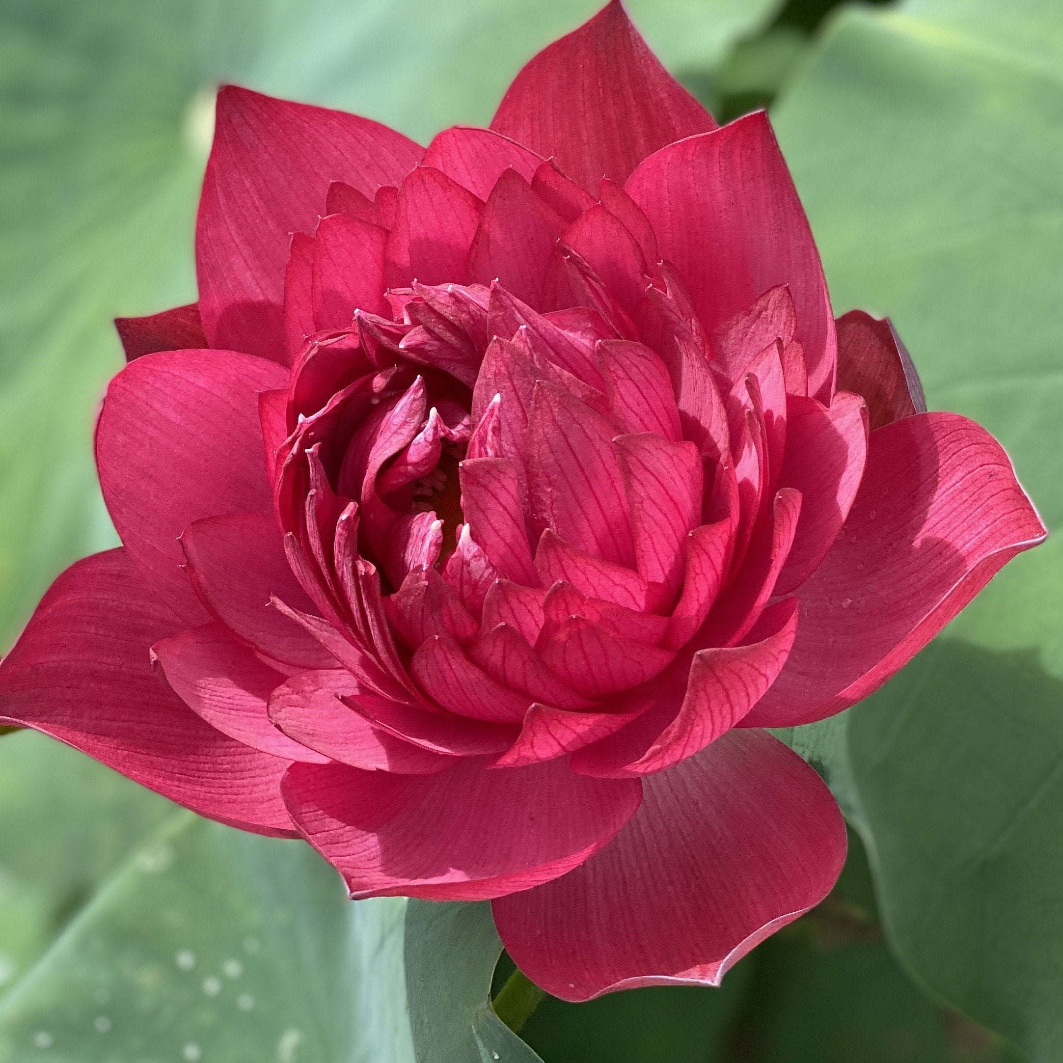 Ancient Capital Red Maple Lotus (Bare Root)