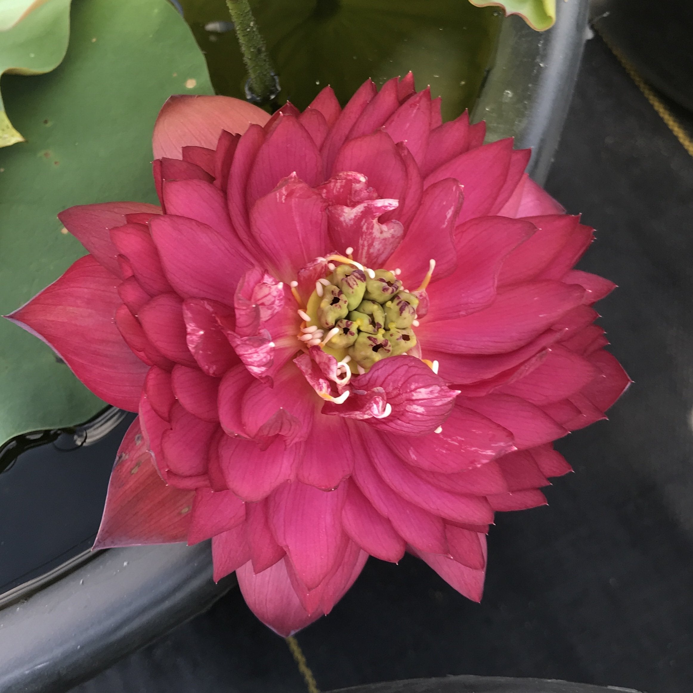 Ancient Capital Red Maple Lotus (Bare Root)