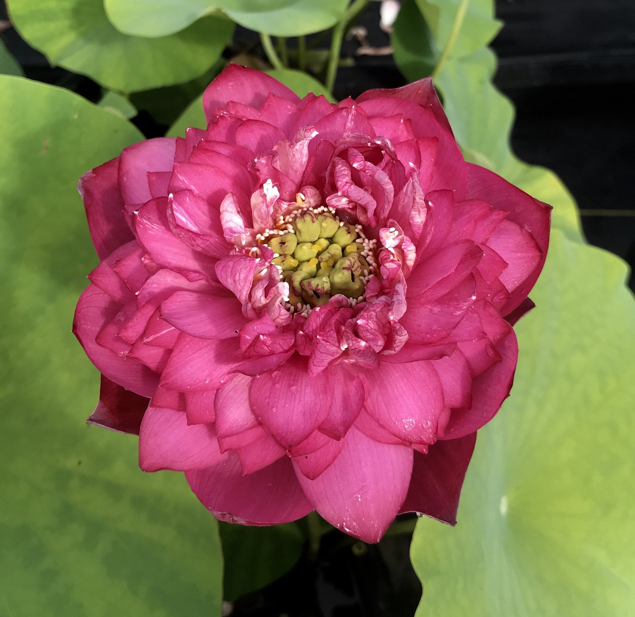 Ming Liu Lotus (Bare Root)