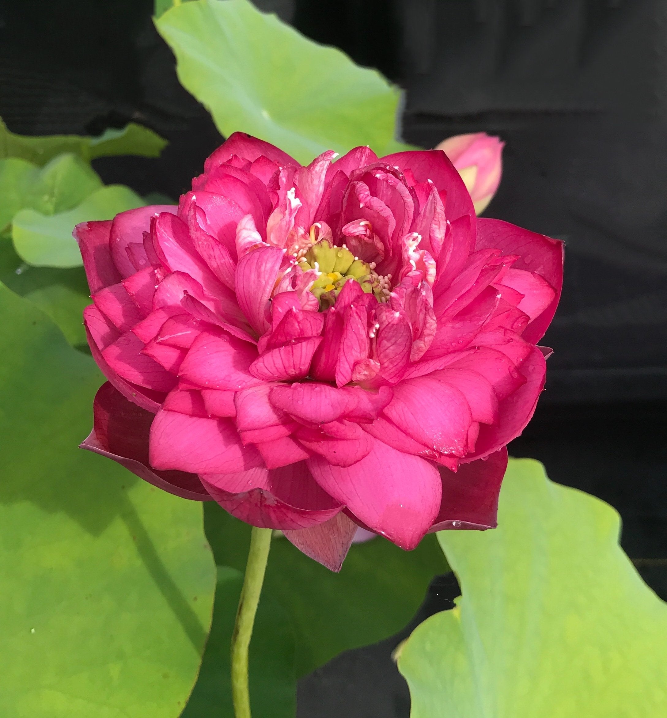 Ming Liu Lotus (Bare Root)