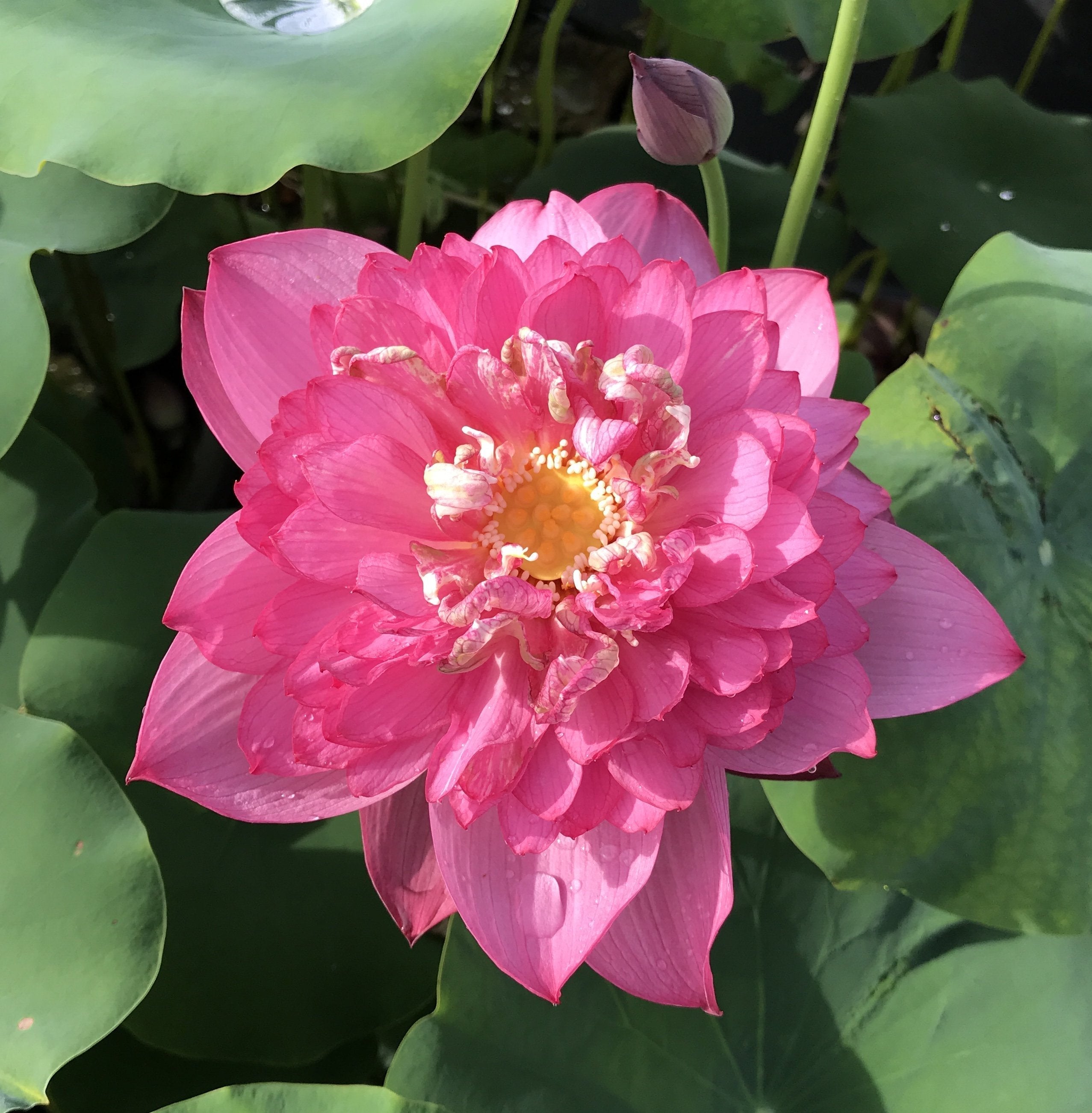 2020 Chinese Red Shaoshan - Ten Mile Creek Nursery