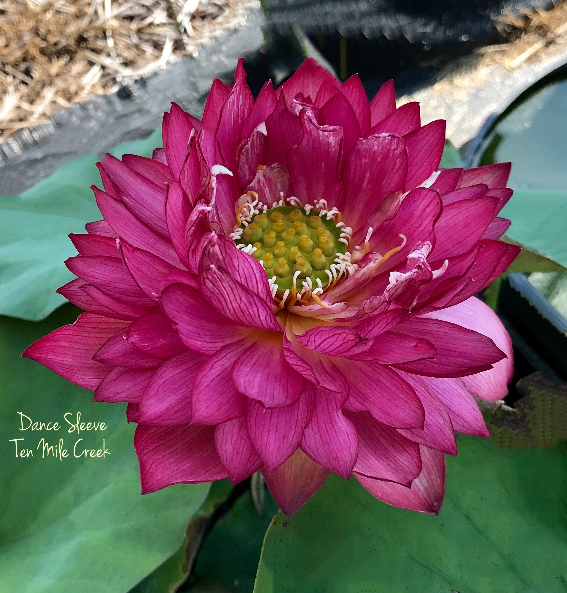 Dance Sleeves Lotus (Bare Root)