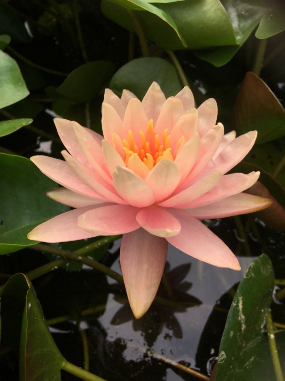 Patio Joe - Hoa loa kèn cứng (Rễ trần)