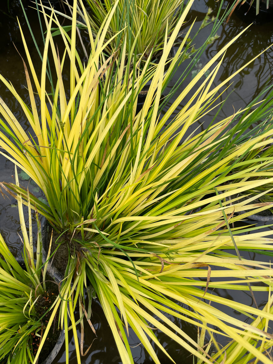 Acorus Gramineus 'Ogon' - Golden Japanese Sweet Flag (Bare Root)