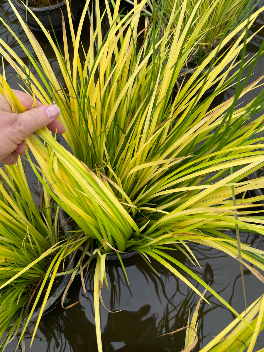 Acorus Gramineus 'Ogon' - Golden Japanese Sweet Flag (Bare Root)