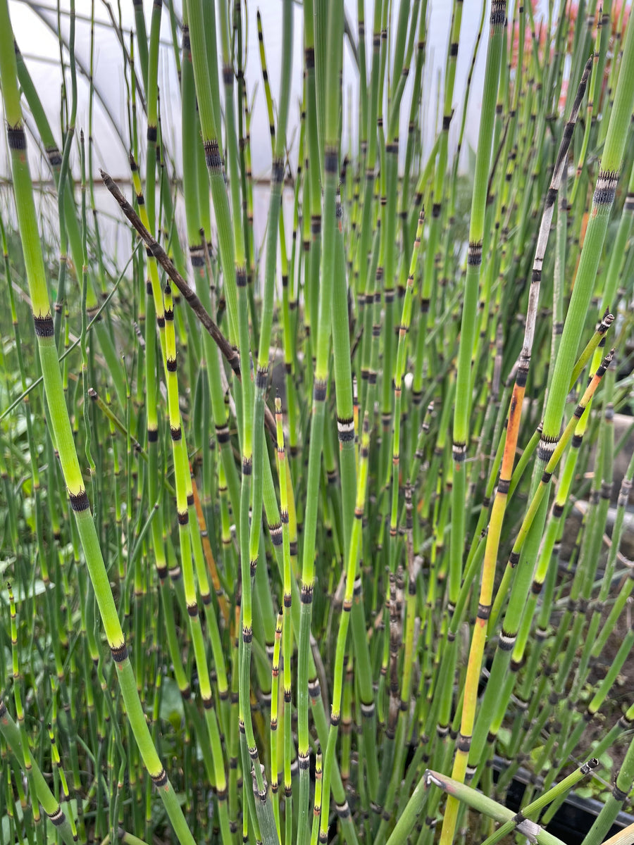 Equisetum Hyemale  - Rough Horsetail / Scouring Rush (Bare Root)