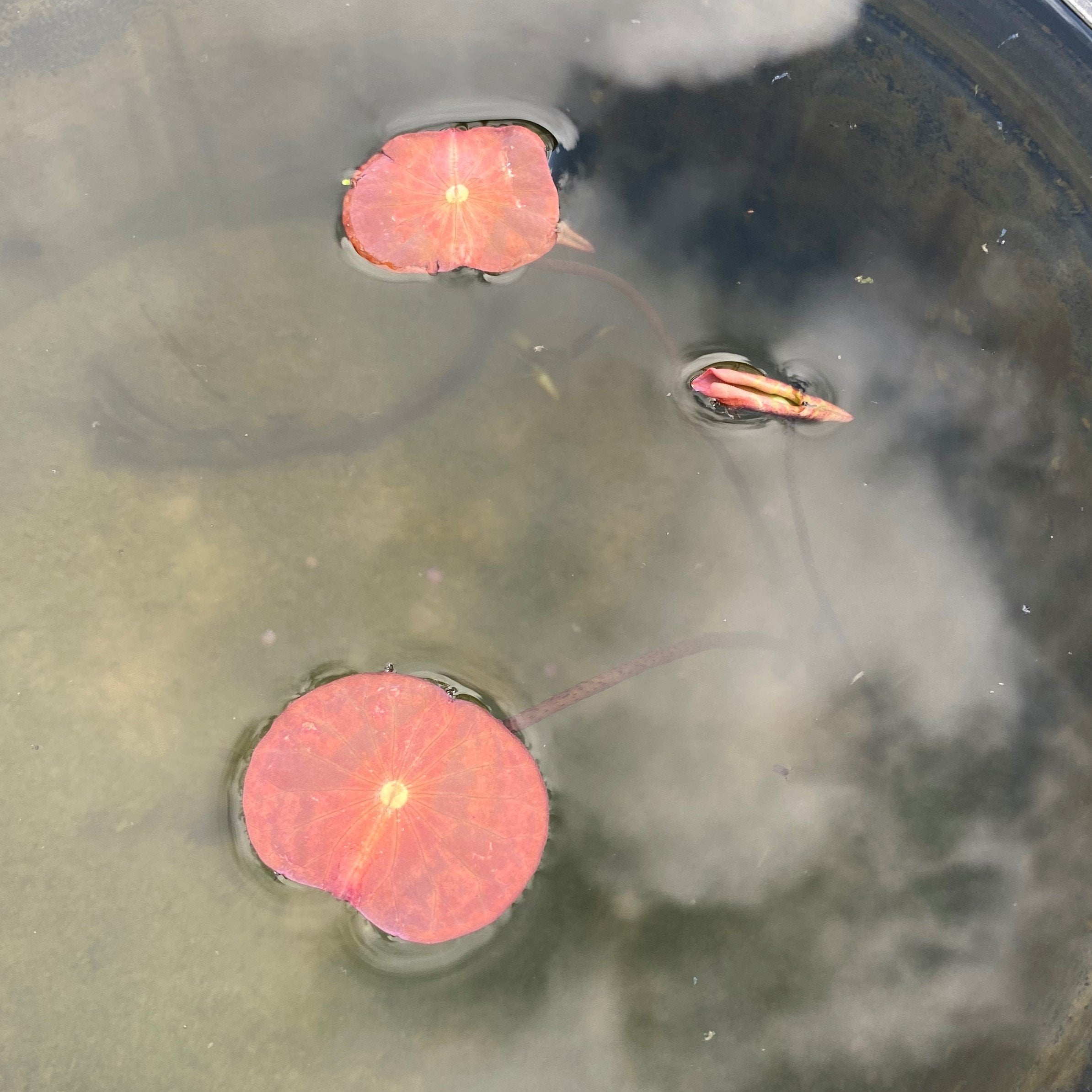 Mini Blood Lotus (Bare Root)