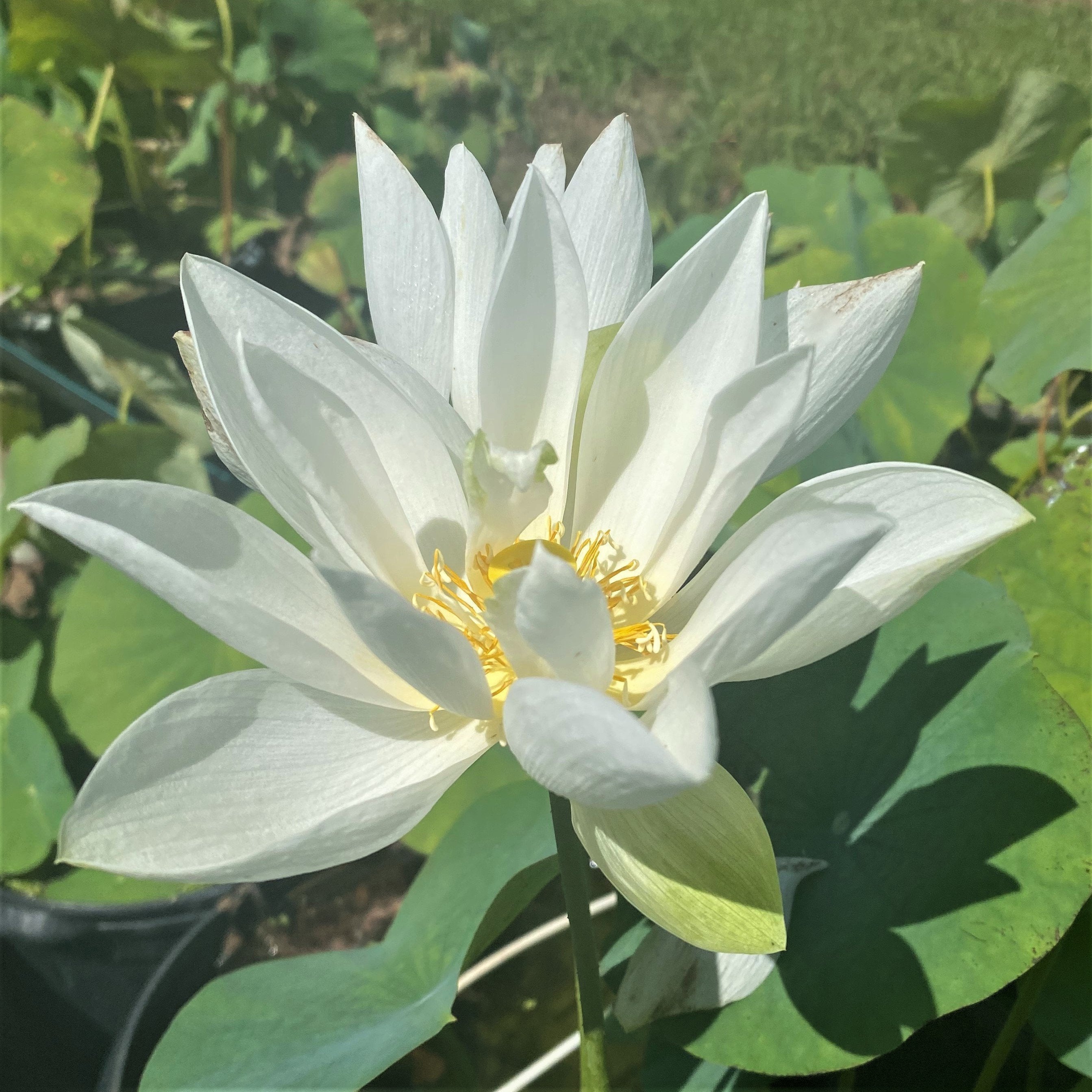2022 White Dot Mini - Just inches tall! - Ten Mile Creek Nursery