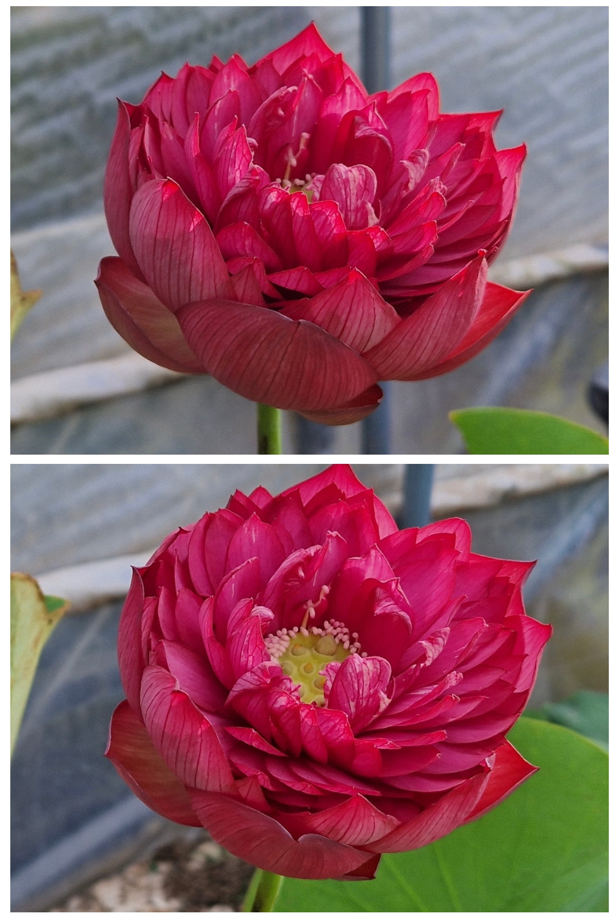 Red Flag Dark Red Lotus (Bare Root)