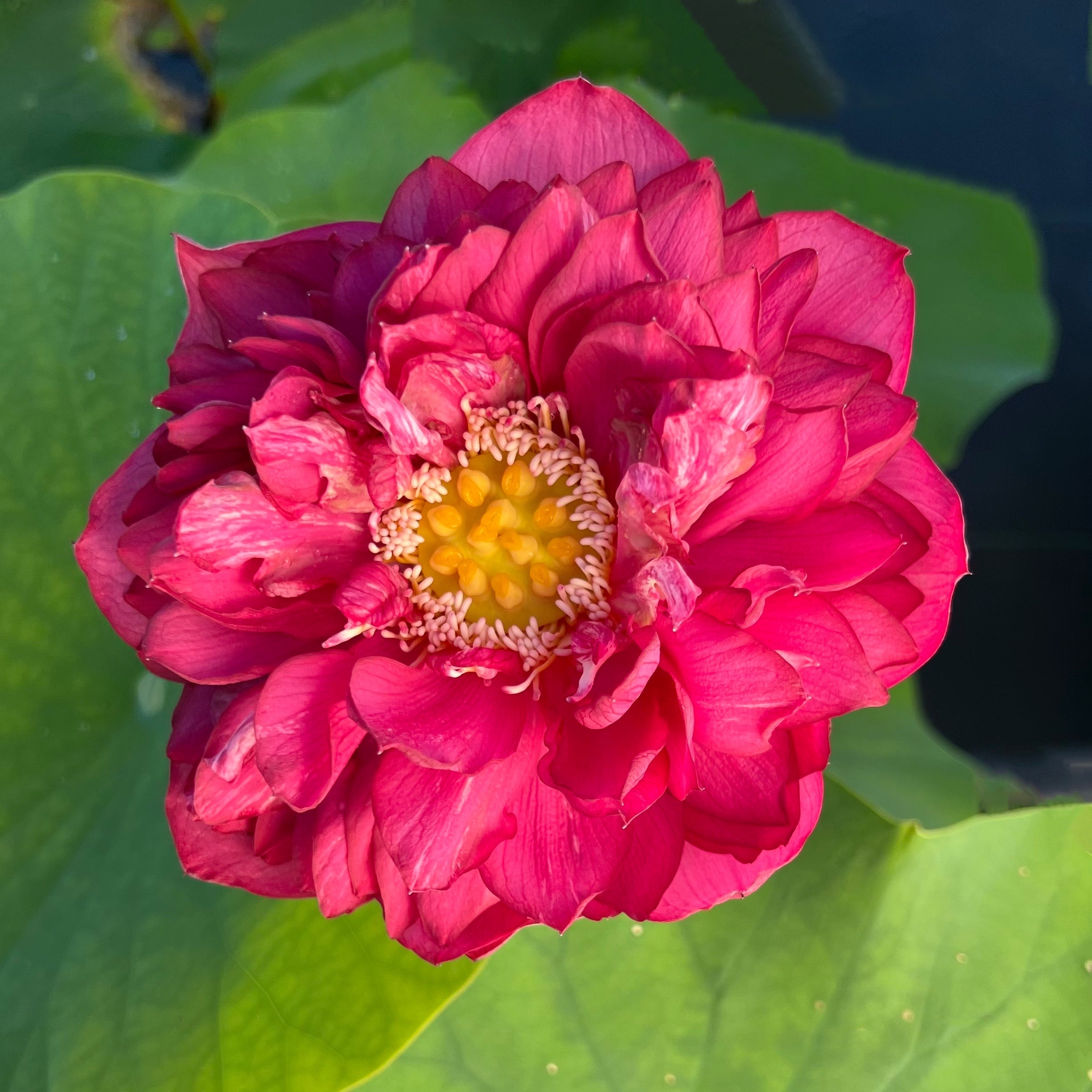 Red Flag Dark Red Lotus (Bare Root)