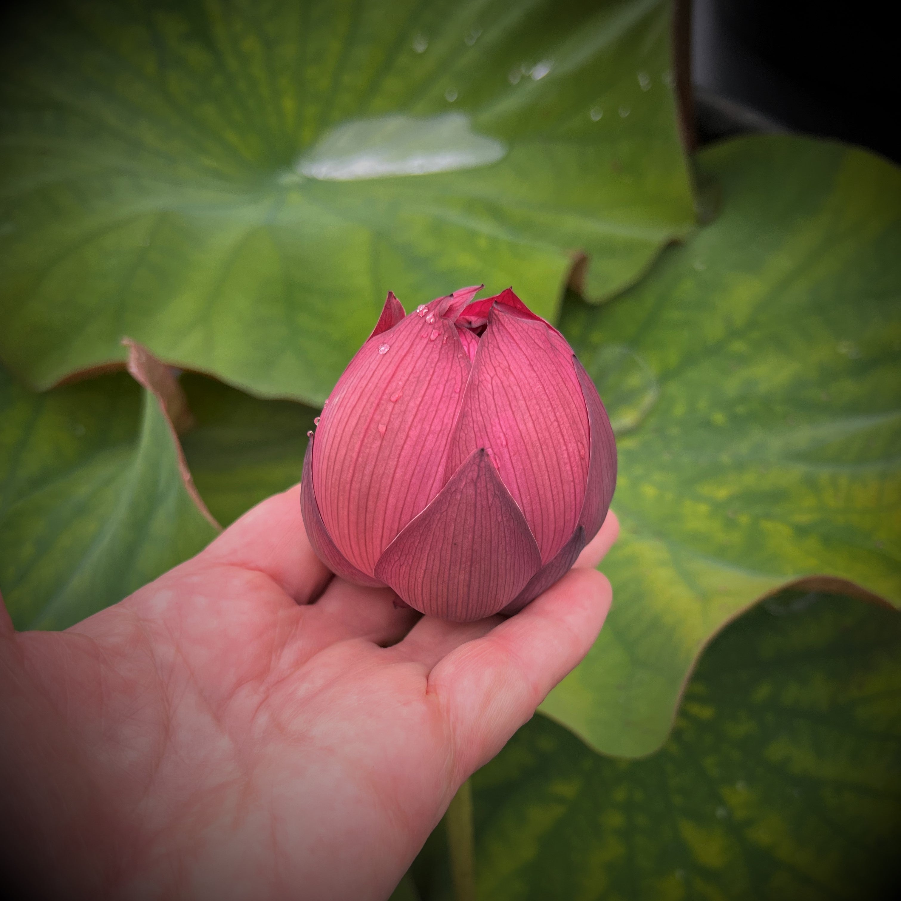 Red Flag Dark Red Lotus (Bare Root)