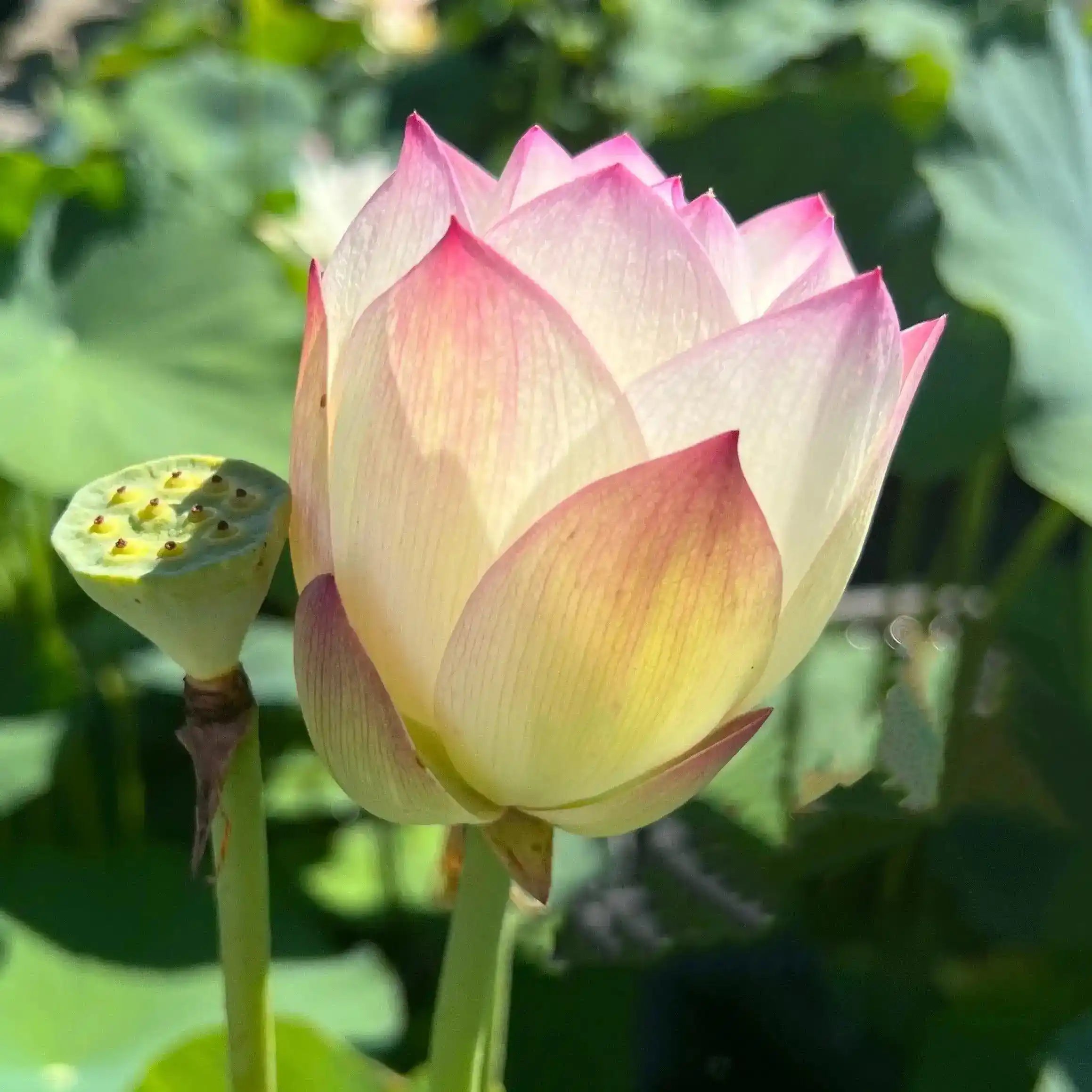 2024 Beauty Gui Lotus (Bare Root) - Play It Koi