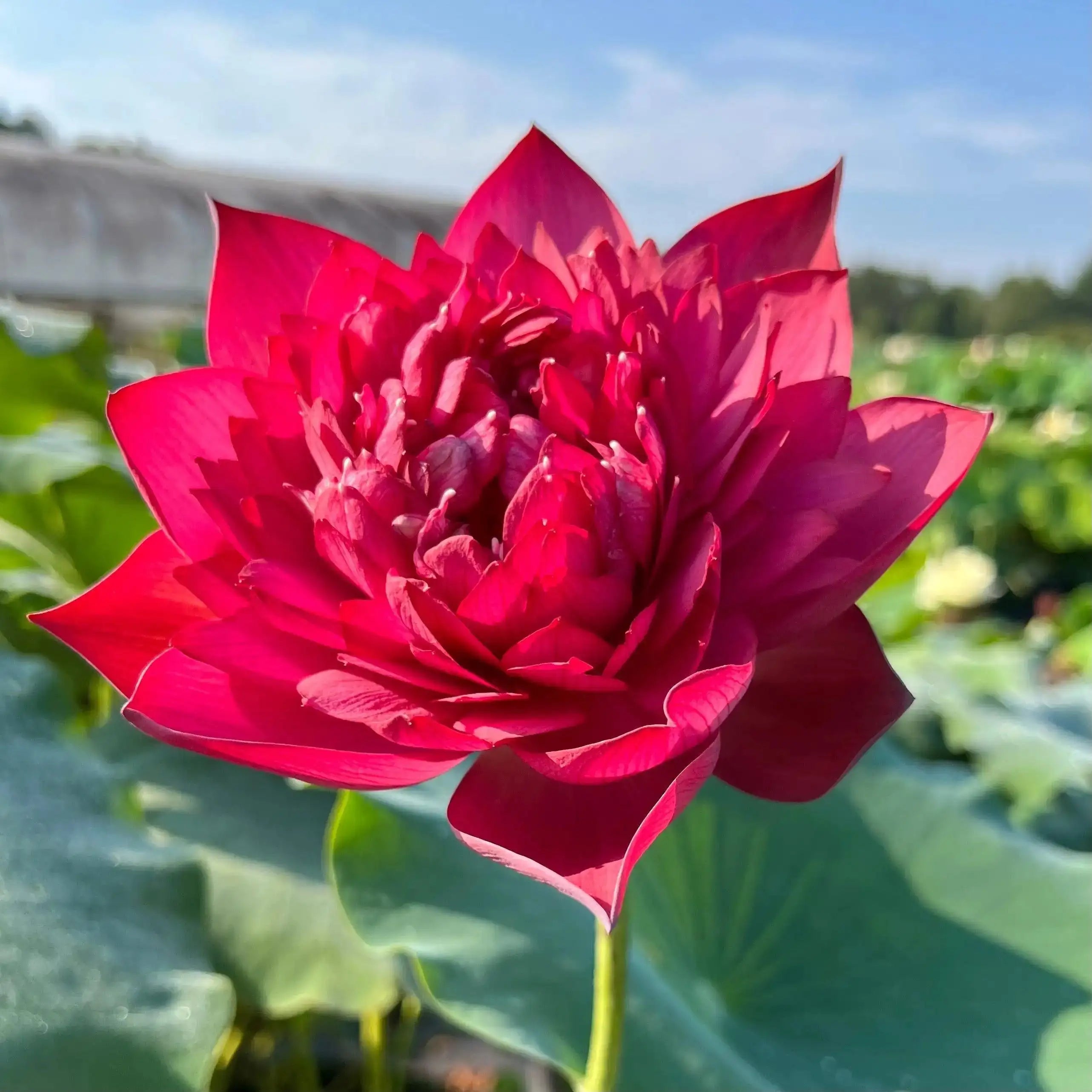 2024 Beauty in Autumn Lotus (Bare Root) - Play It Koi