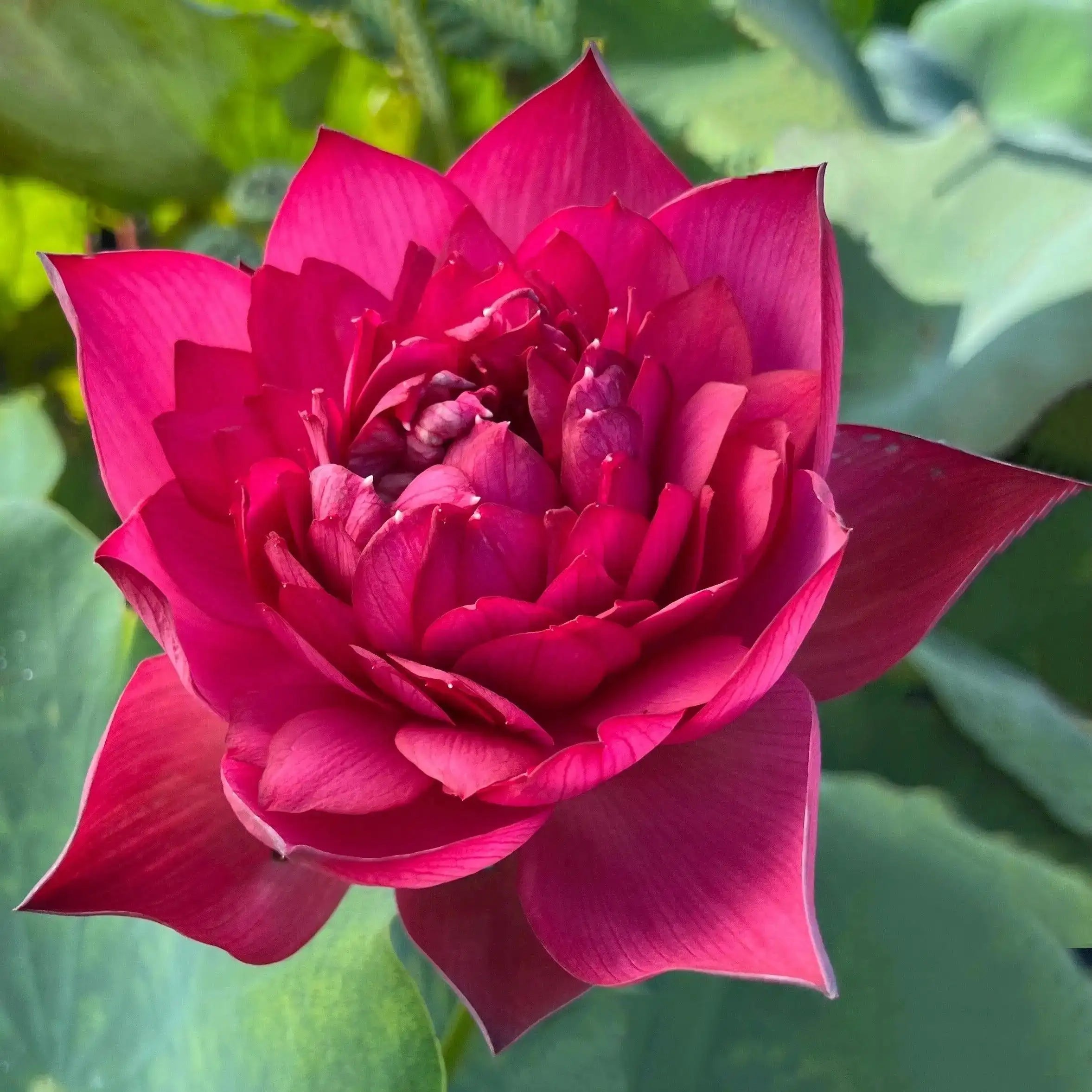 2024 Beauty in Autumn Lotus (Bare Root) - Play It Koi