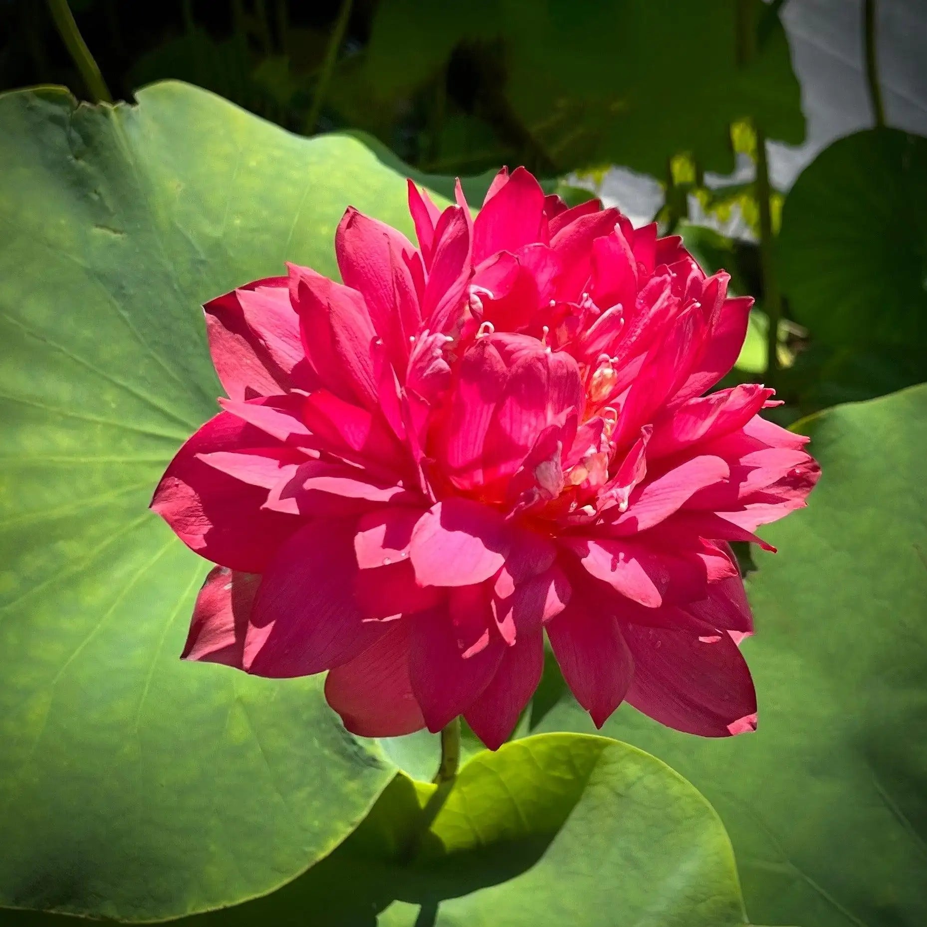 2024 Beauty in Autumn Lotus (Bare Root) - Play It Koi